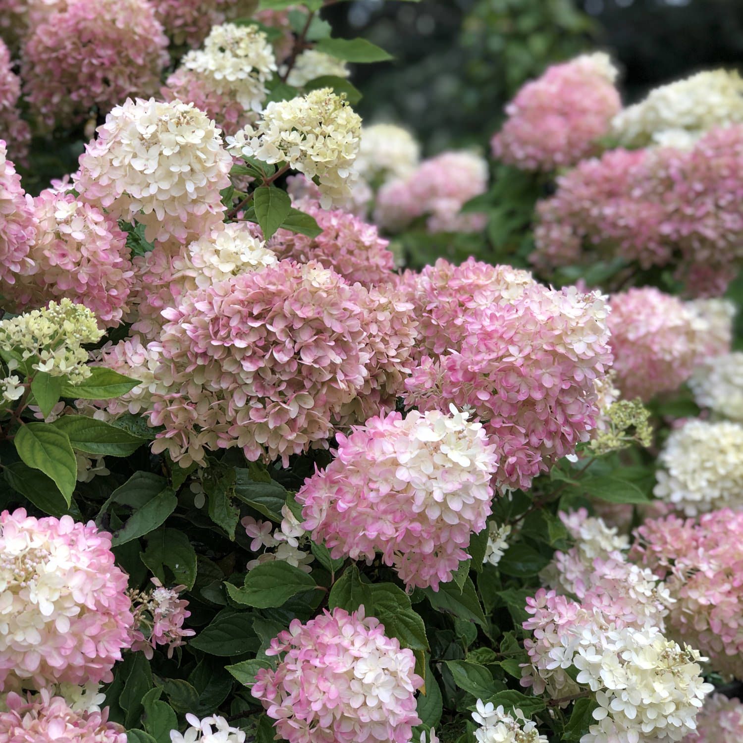 Panicle Hydrangea "Little Lime", Size: 3g