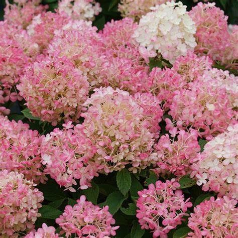 Panicle Hydrangea "Fire Light Tidbit"