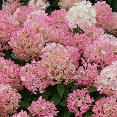 Panicle Hydrangea "Fire Light Tidbit"