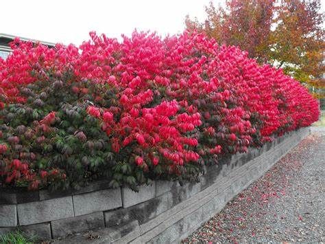 Dwarf Burning Bush