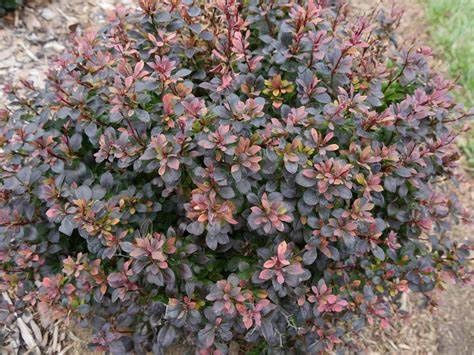 Barberry "Sunjoy 'Todo'"