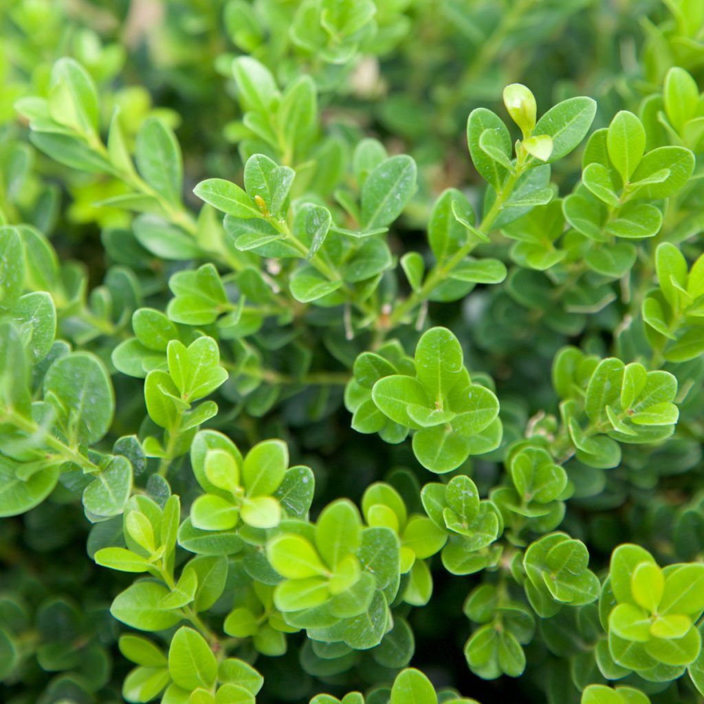 Boxwood "Baby Gem", Size: 3g
