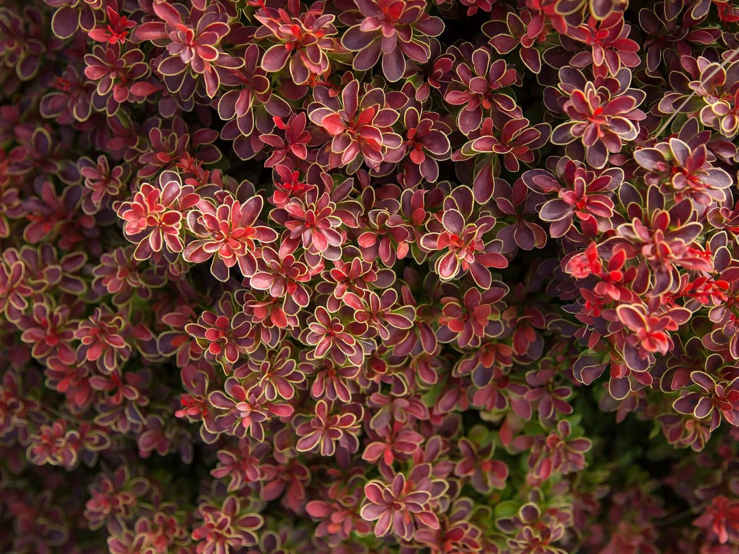 Barberry