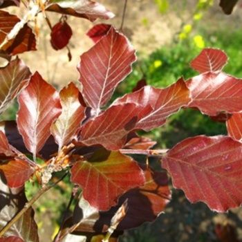 European Beech "Beth's Dwarf"
