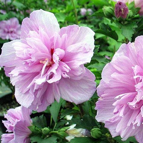 Rose of Sharon "Double Purple"