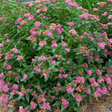Spirea "Double Play 'Artisian'"