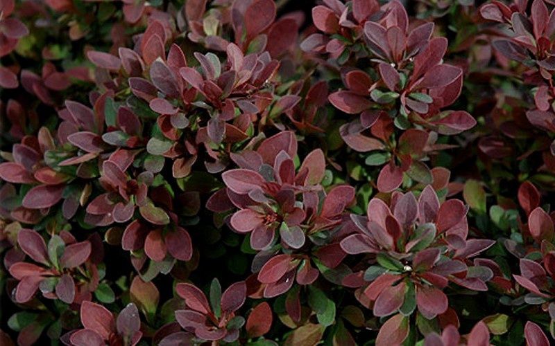 Barberry "Royal Burgandy"