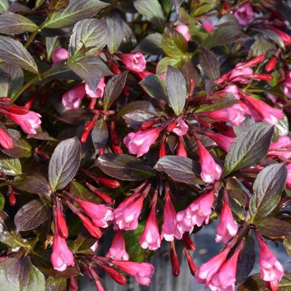 Weigela "Fine Wine"