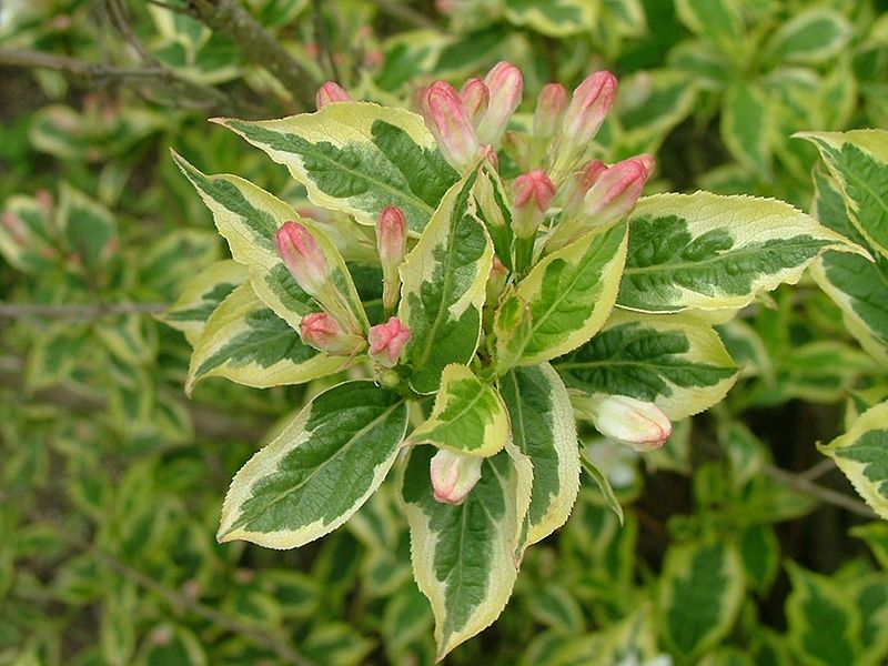 Weigela "Mor-Colorful"