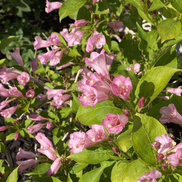 Weigela "Snippet" Lime