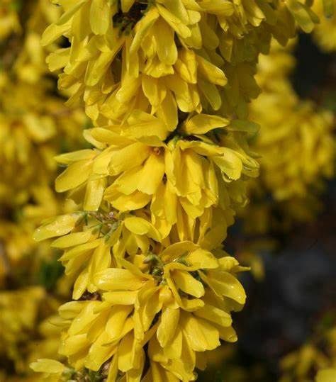 Forsythia "Show Off 'Starlet'"