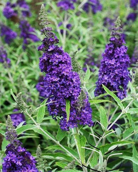 Butterfly Bush "Buzz Midnight"