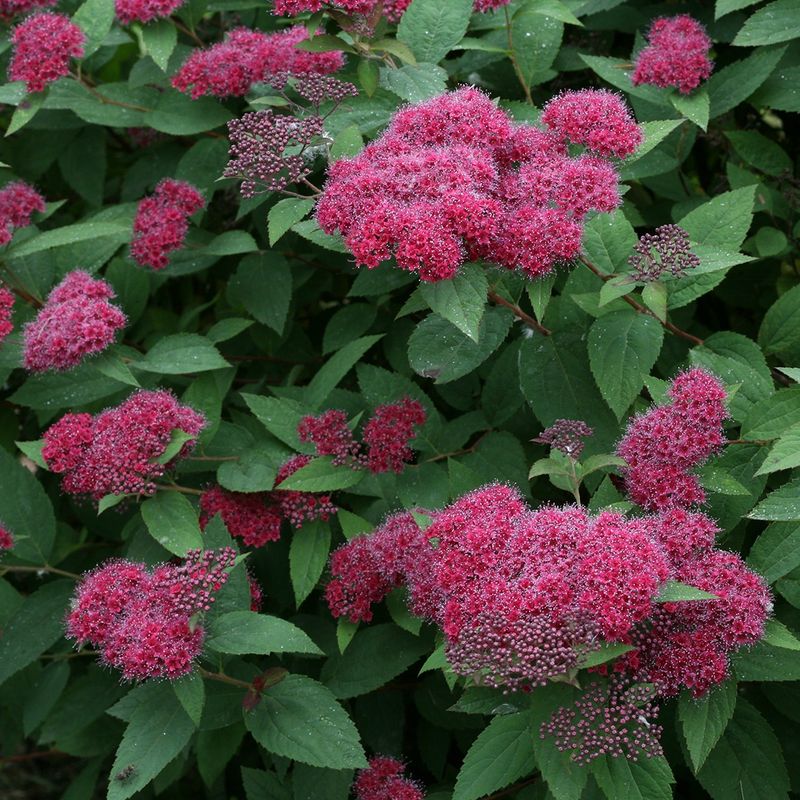 Spirea "Double Play 'Red'"