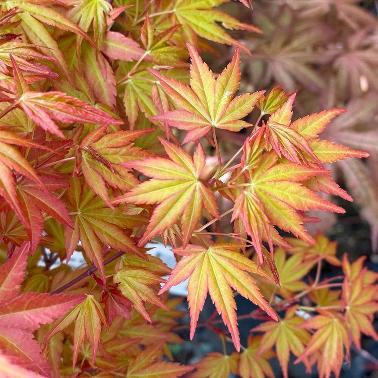 Japanese Maple "Akane"