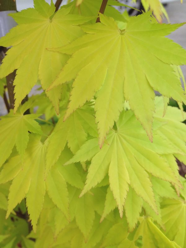 Japanese Maple "Jordan"