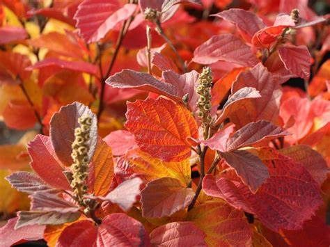 Fothergilla "Blue Mist"