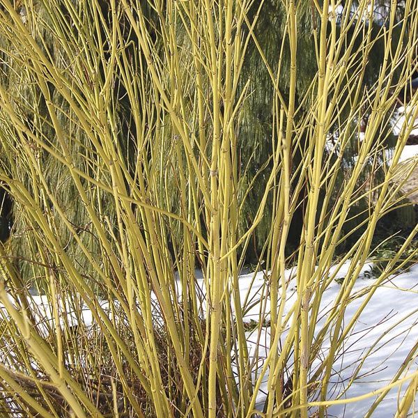 Dogwood Yellowtwig Shrub "Budd's Yellow"