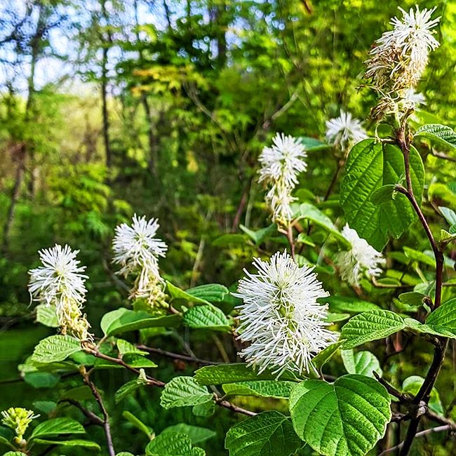 Fothergilla "Mount Airy"