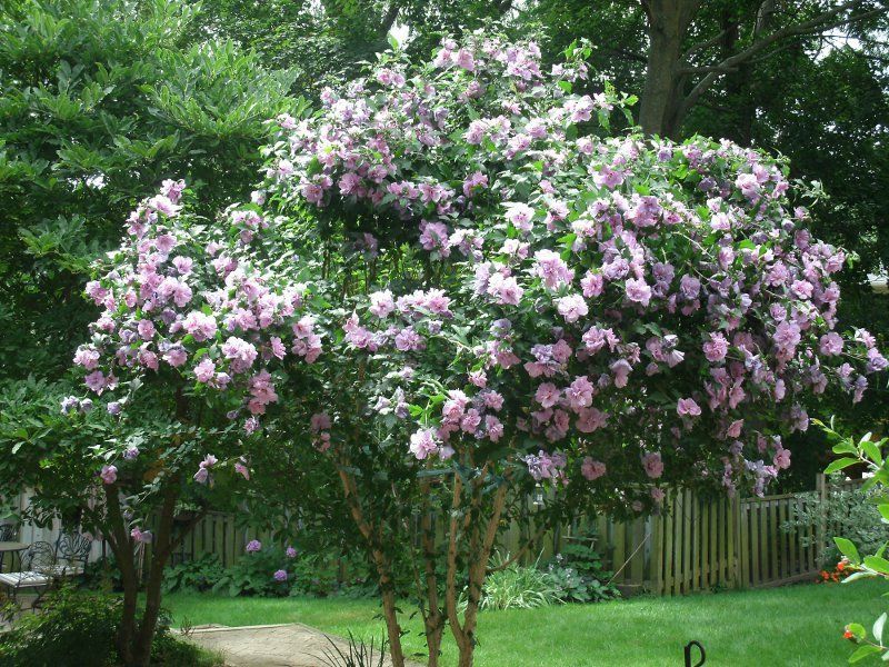 Rose of Sharon "Laveder Chiffon" Patio Tree