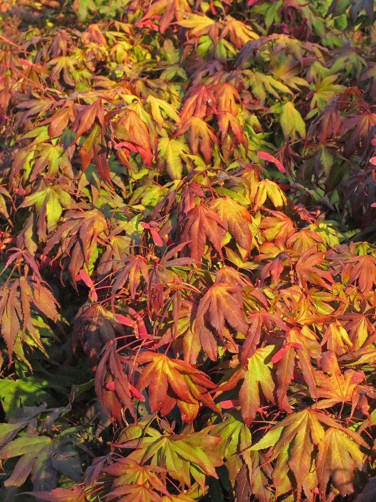 Japanese Maple "Oregon Sunset"