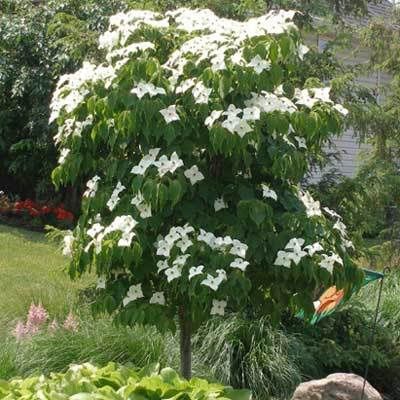 Dogwood Flowering Tree "Little Poncho"