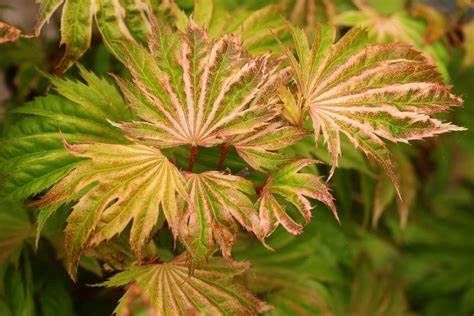 Japanese Maple "Bashful"