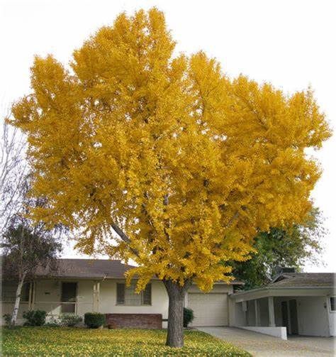 Ginkgo "Golden Globe"