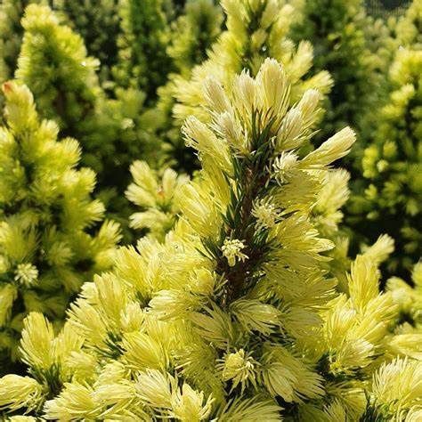 Alberta Spruce