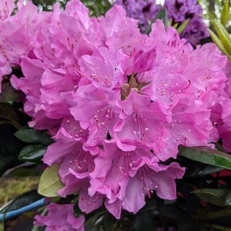 Rhododendron "English Roseum"