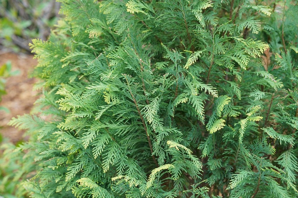 False Cypress "Pinpoint Blue &amp; Gold"