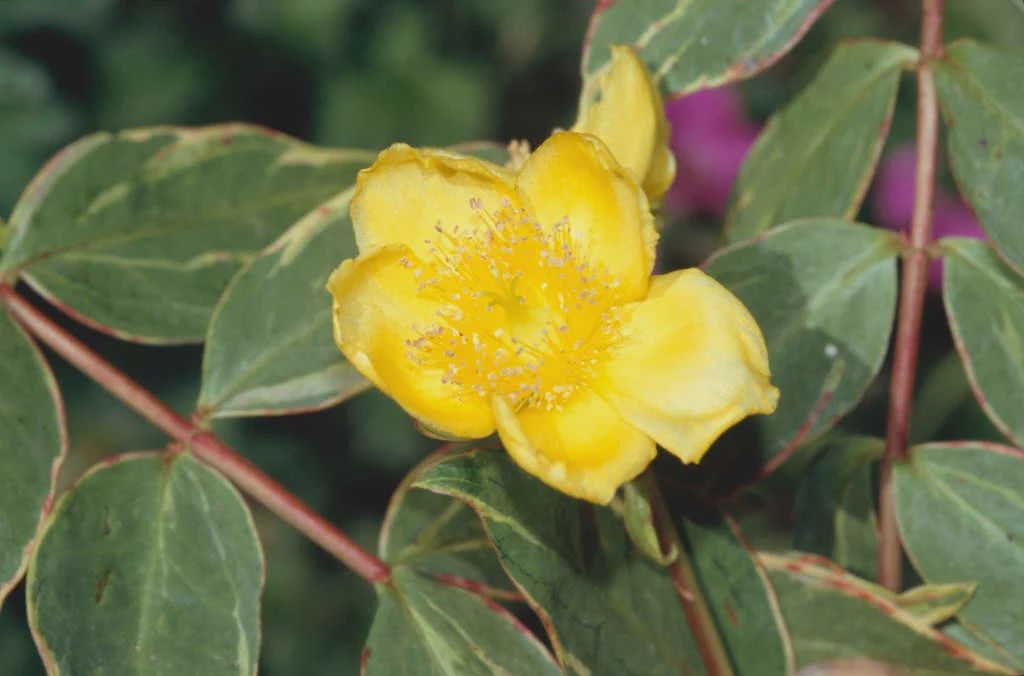 St. John's Wort "Tricolor"