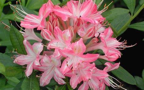 Azalea Deciduous "Ribbon Candy"