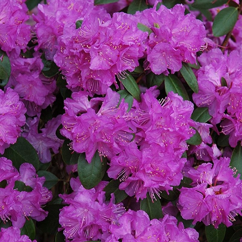 Rhododendron "Compact P.J.M."