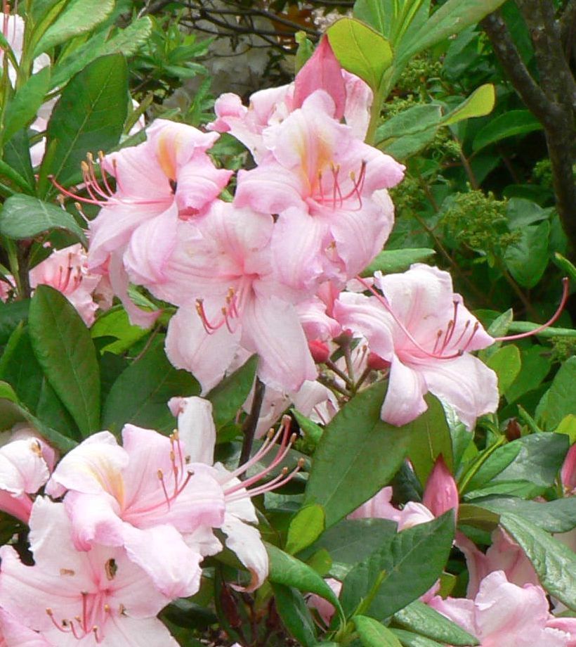 Azalea Deciduous "Candy Lights"