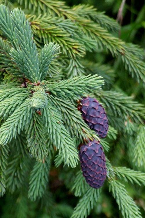 Purple Cone Spruce