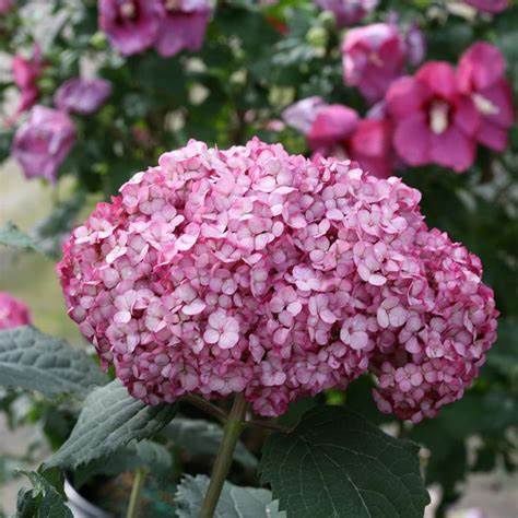 Smooth Hydrangea "Invincibelle 'Mini Mauvette'"
