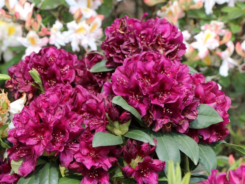 Rhododendron "Polarnacht"