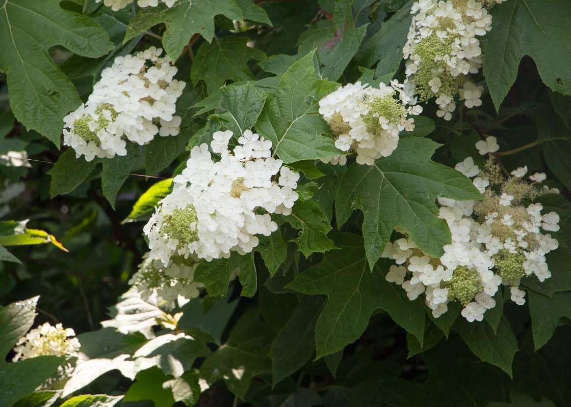 Oakleaf Hydrangea "Pee Wee"