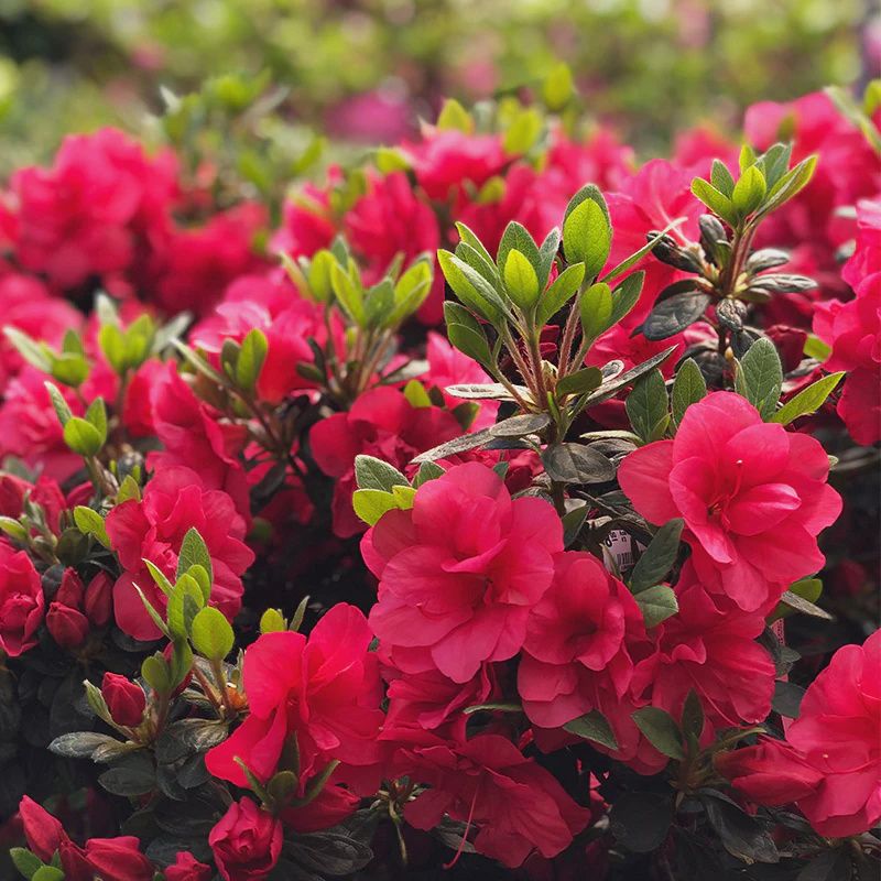 Azalea Evergreen "Girard's 'Christina'"