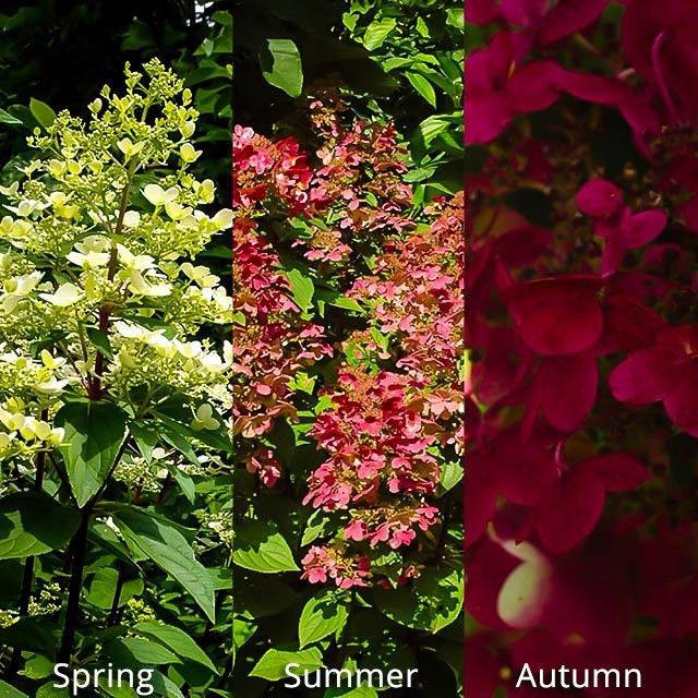Panicle Hydrangea "Fire and Ice"