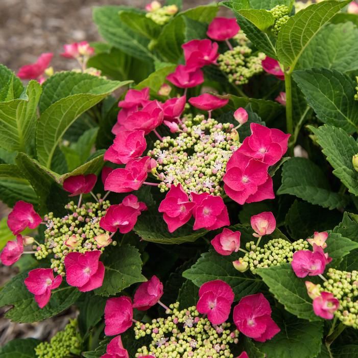 Bigleaf Hydrangea "Cherry Explosion"