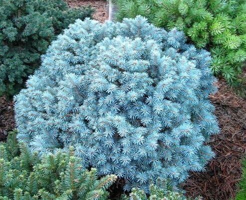Blue Spruce "Blue Pearl"