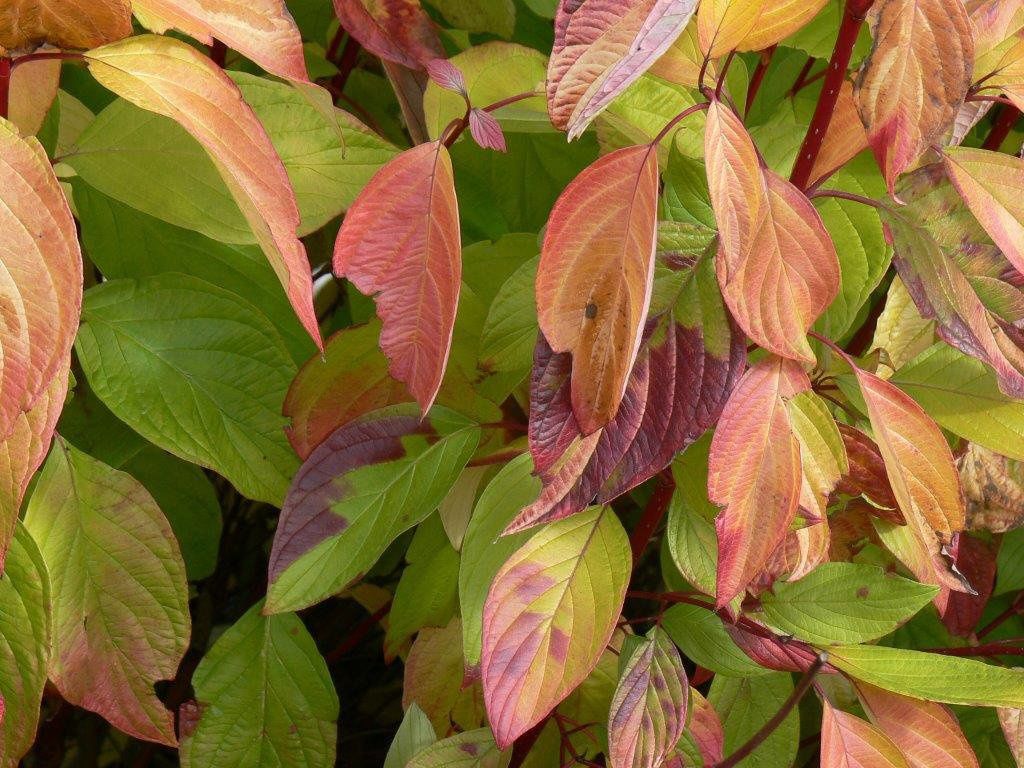 Dogwood Silky Shrub "Red Rover"