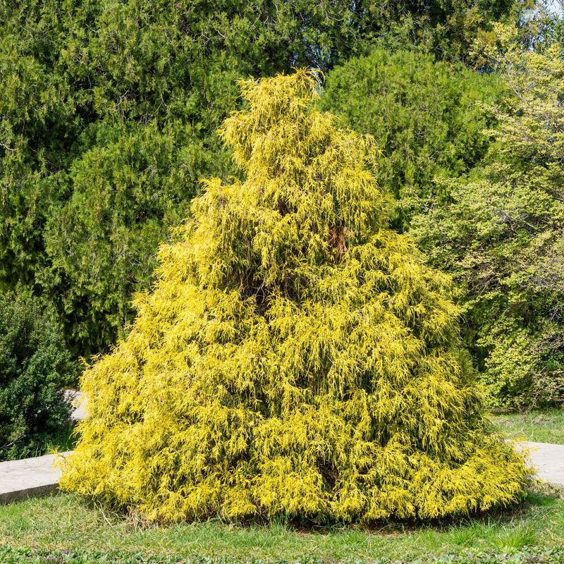 False Cypress "Gold Thread"