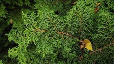 Hinoki Cypress "Willamette Elegance"
