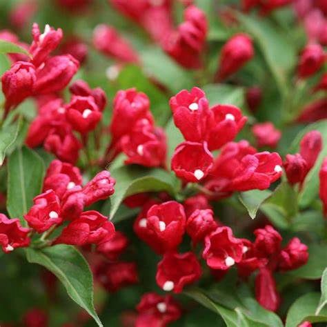 Weigela "Sonic Bloom 'Red'"