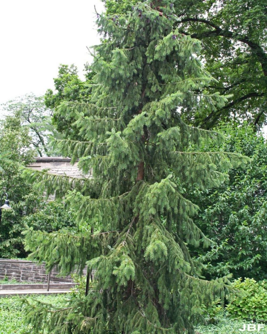 Serbian Spruce