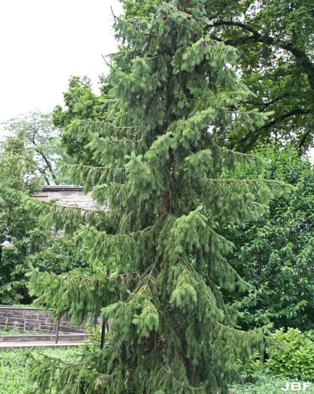 Serbian Spruce