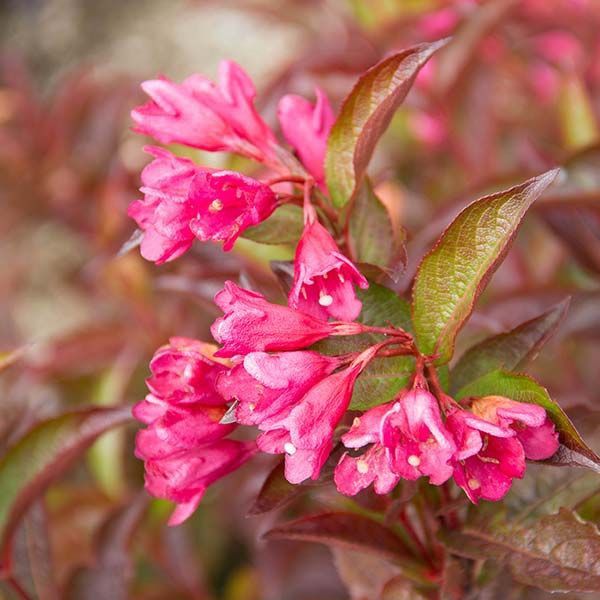 Weigela "Date Night 'Strobe'"