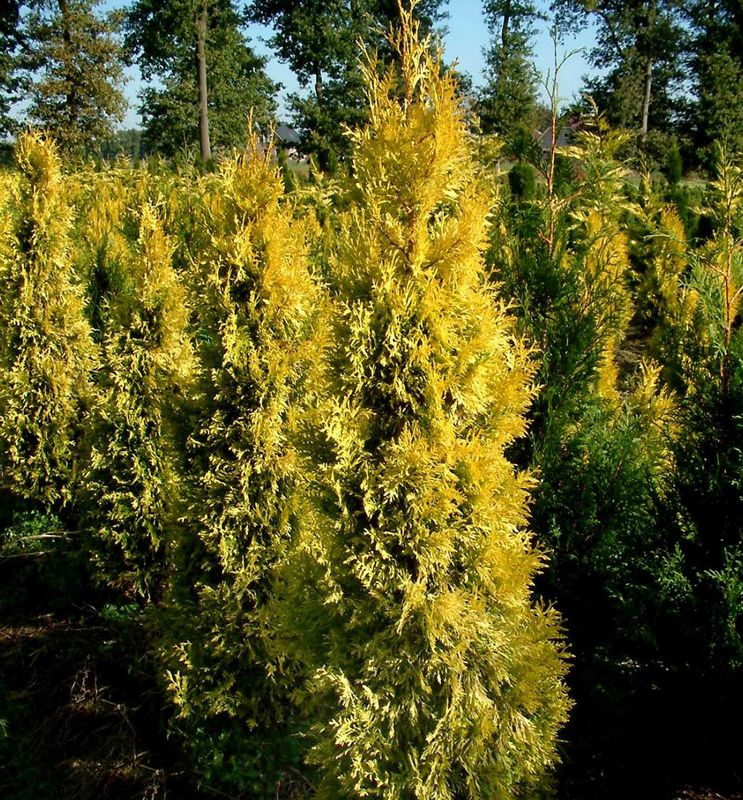 Arborvitae "Golden Spire"